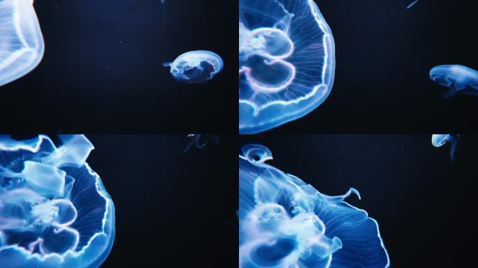 藍水母唯美蓝色水母漂浮海底世界投影led