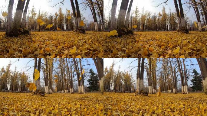 升格摄影深秋的风里银杏叶在慢慢落叶