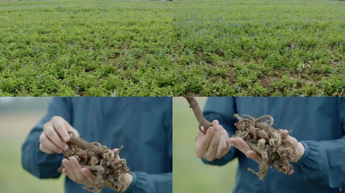 航拍中药材丹参种植基地丹参花