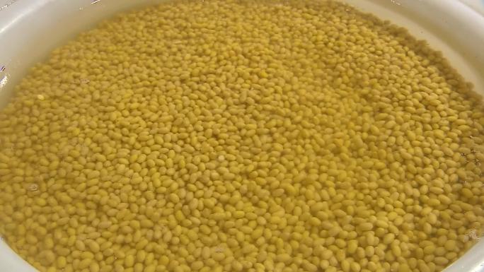 泡黄豆生产豆芽2