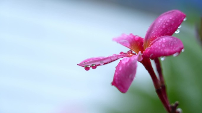 实拍高清升格雨中花朵清新唯美露珠雨滴特写