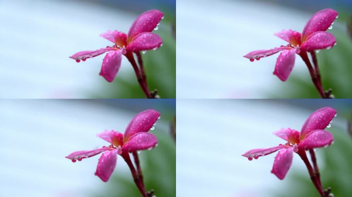 实拍高清升格雨中花朵清新唯美露珠雨滴特写