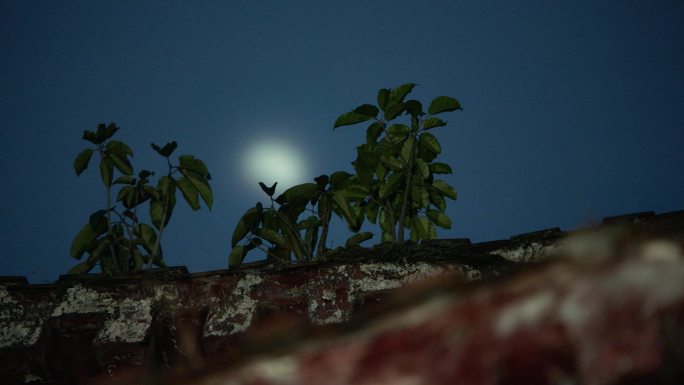 夜晚月亮下的植物