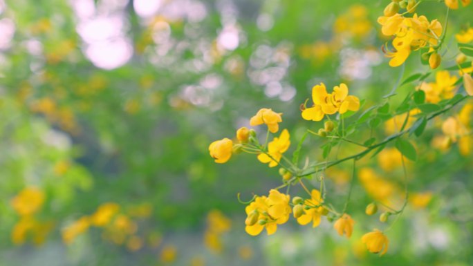 迎春花 小黄花