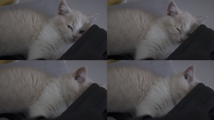 超级困的小奶猫