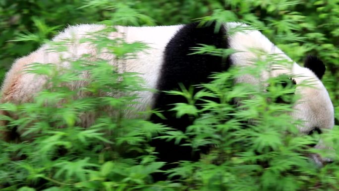 秦岭陕西佛坪熊猫谷大熊猫高清实拍视频素材
