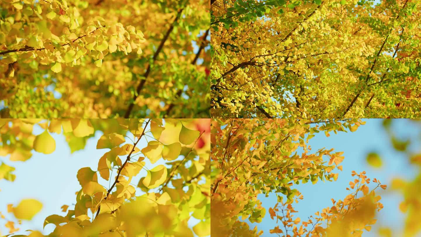 银杏树叶秋天黄叶