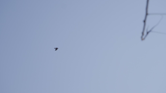 一只鸟在蓝天飞过