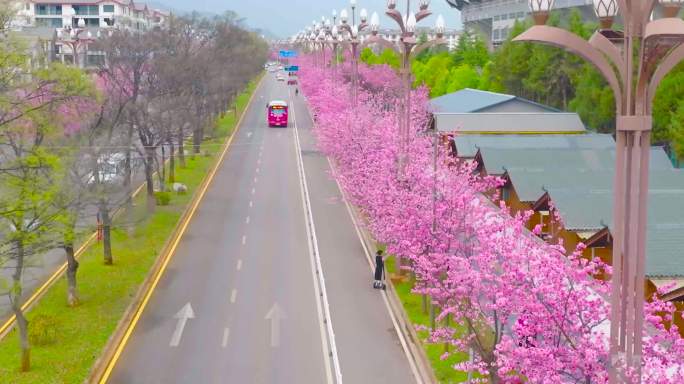 丽江樱花大道