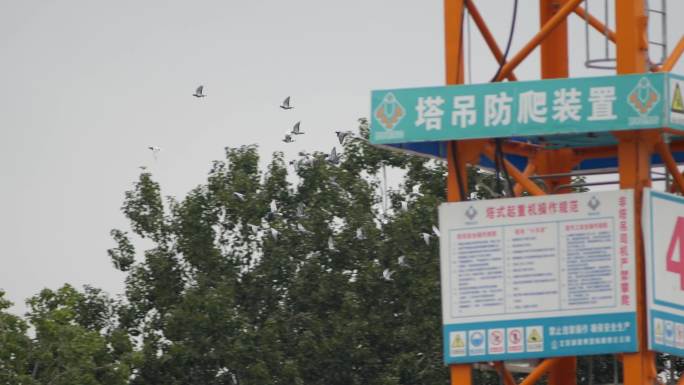 北京鸽子