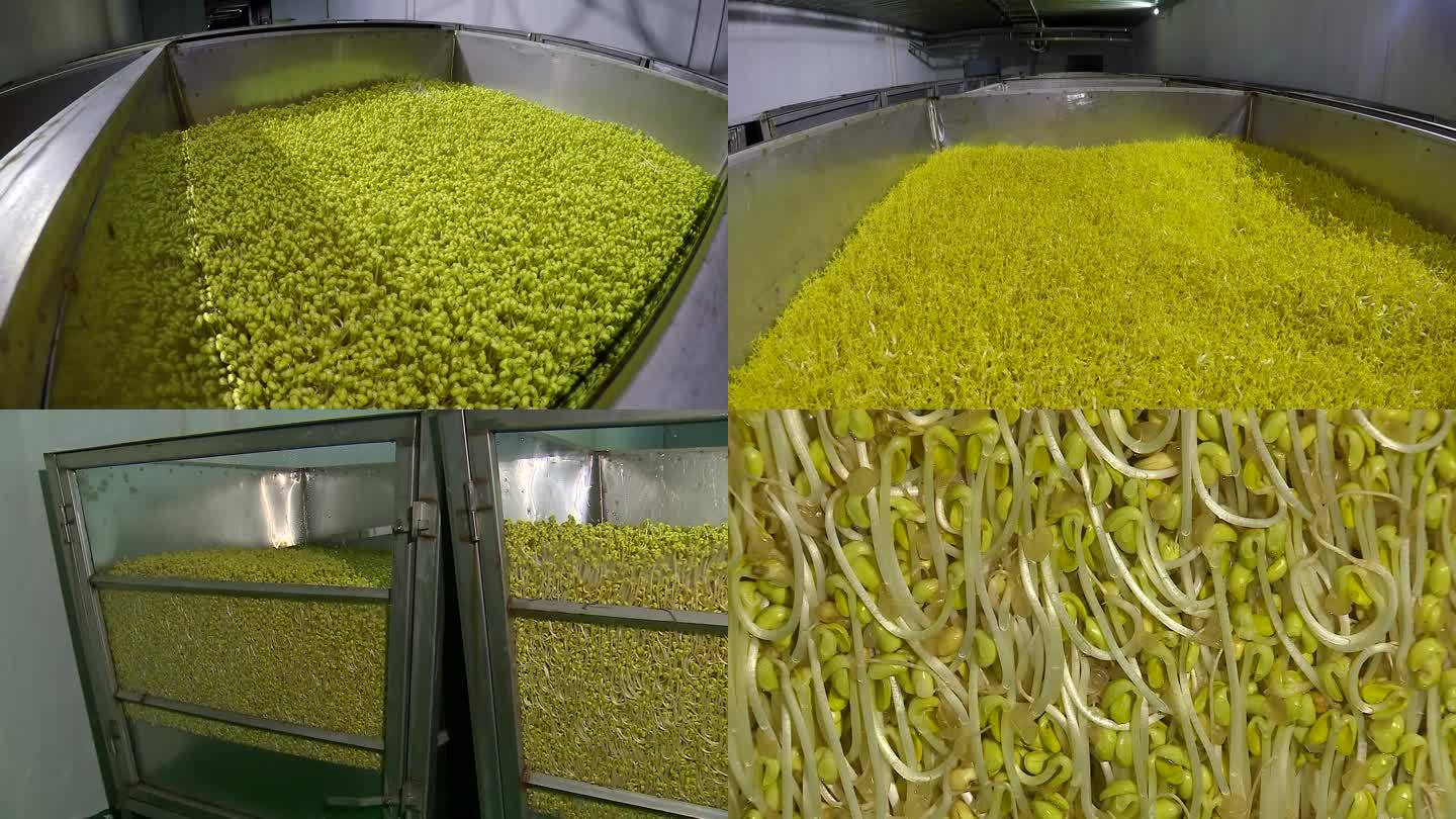 黄豆芽生产