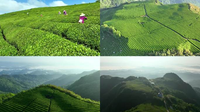 航拍绿色茶山
