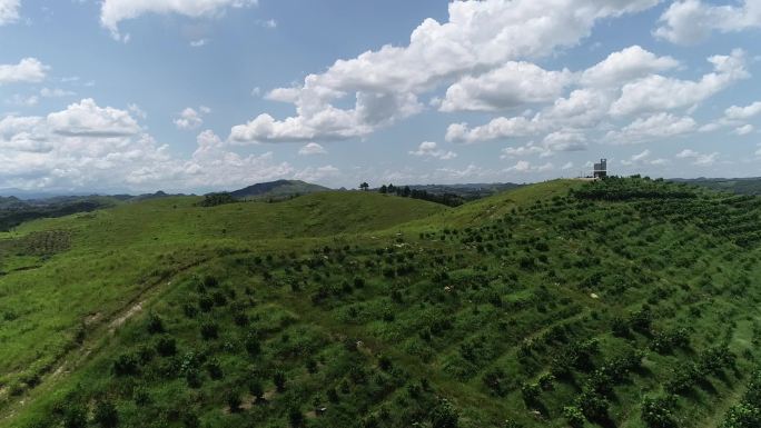 航拍柚子基地 红心柚 乡村振兴扶贫