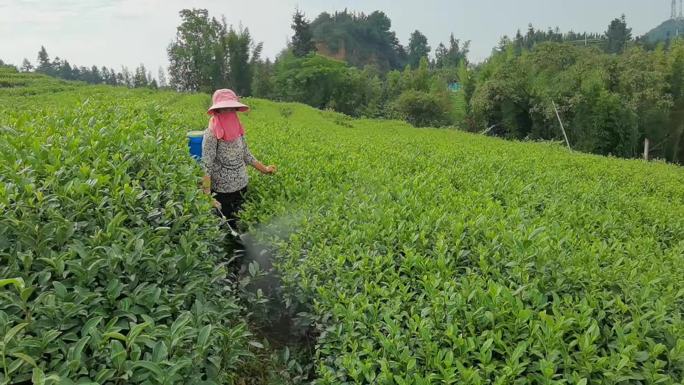 三农素材：阳光下农民茶园茶树打药喷药实拍