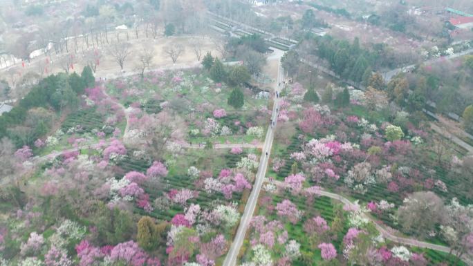 南京梅花山春季风光航拍