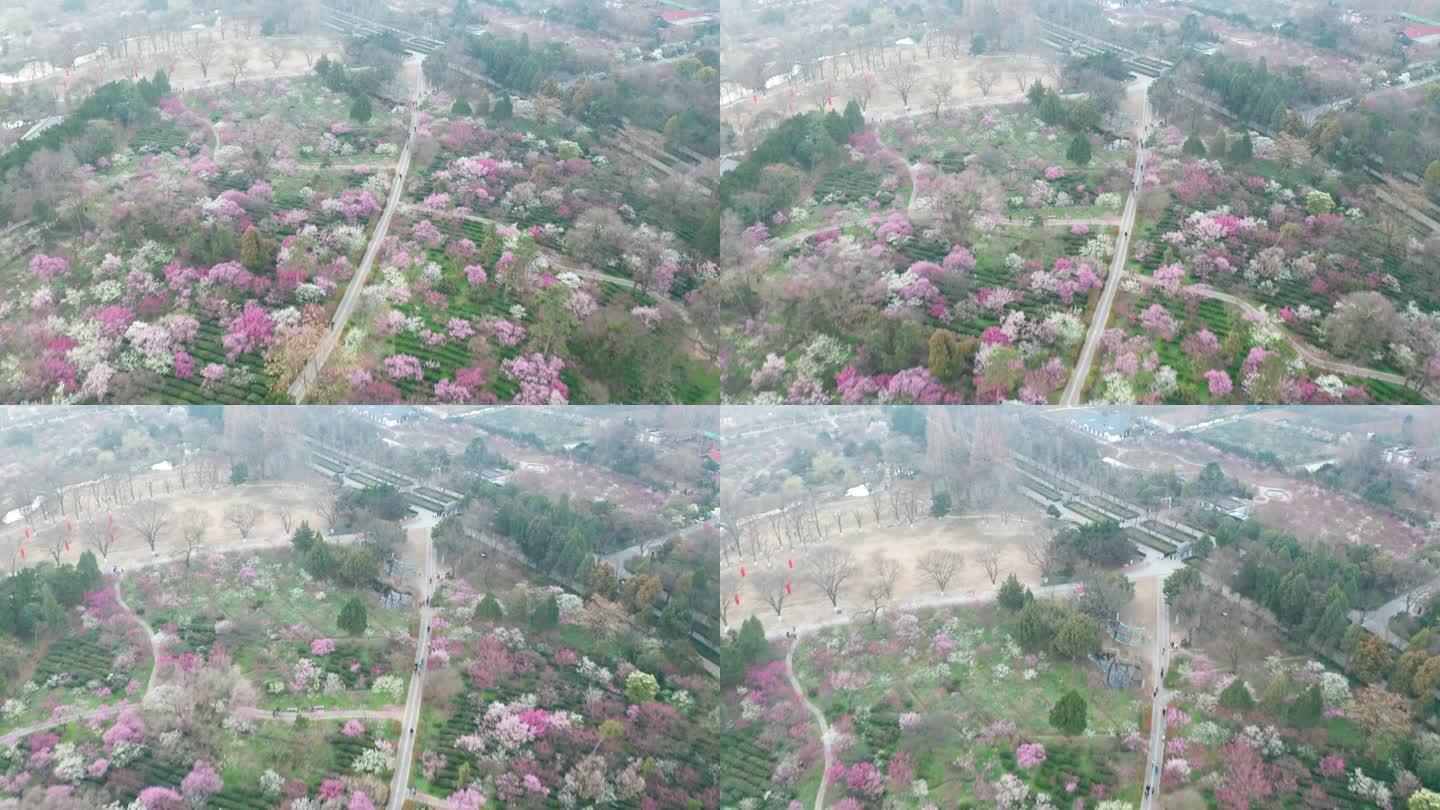 南京梅花山春季风光航拍