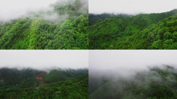 航拍青山绿肺森林雾气