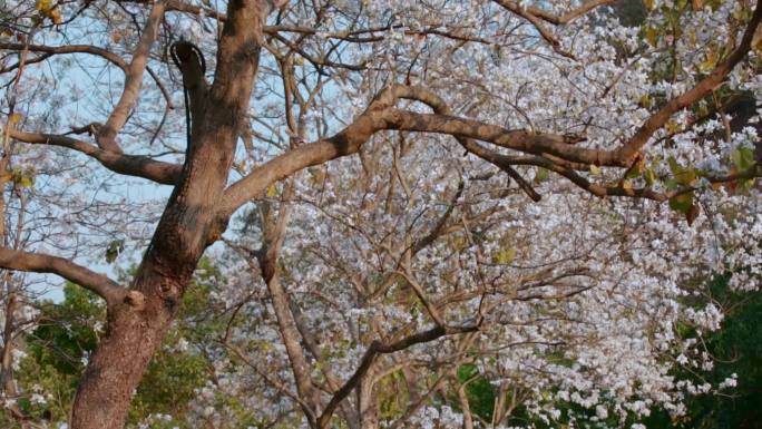 梨花视频春季白色梨花盛开