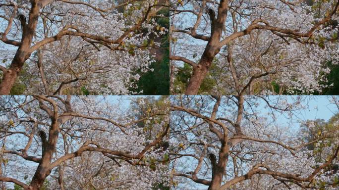 梨花视频春季白色梨花盛开