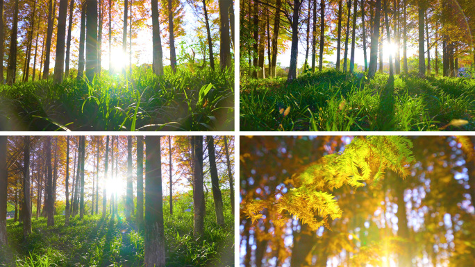 阳光树林金秋空景森林逆光光影清晨光线光影