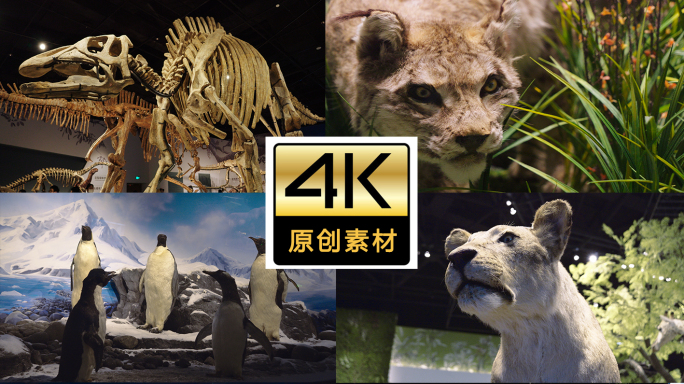 4k成都自然博物馆宣传片素材