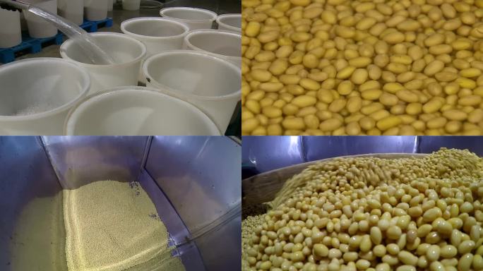 泡黄豆生产豆芽