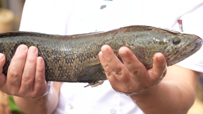 杀鱼 切藕 做湖北菜 洪湖粉藕 江湖菜