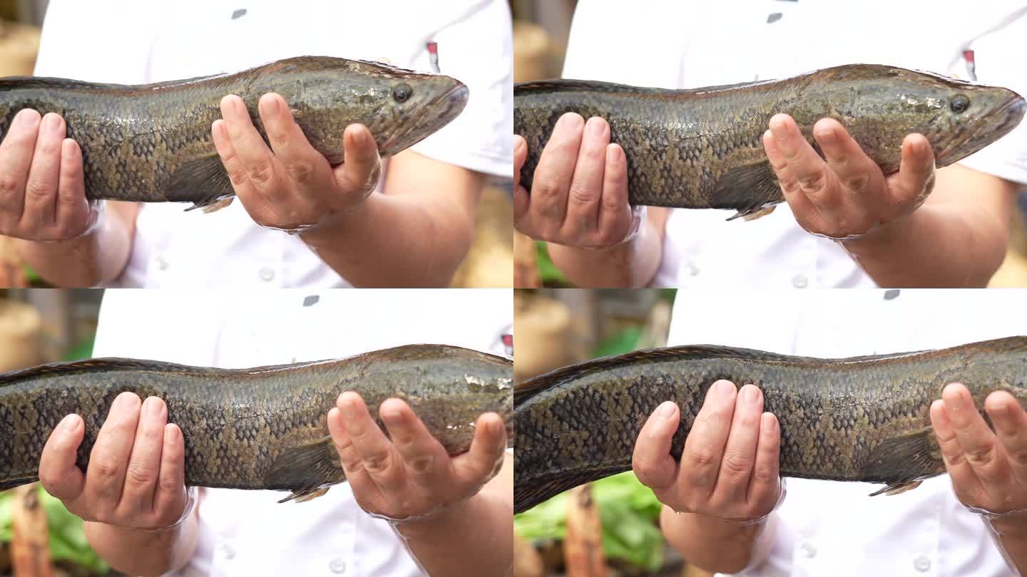 杀鱼 切藕 做湖北菜 洪湖粉藕 江湖菜