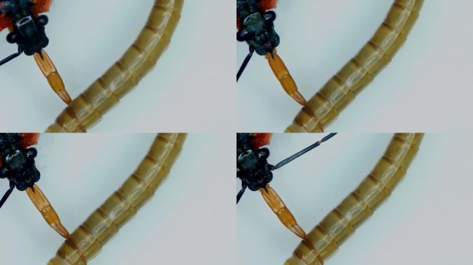 害虫生物防治：叉角厉蝽捕食黄粉虫特写