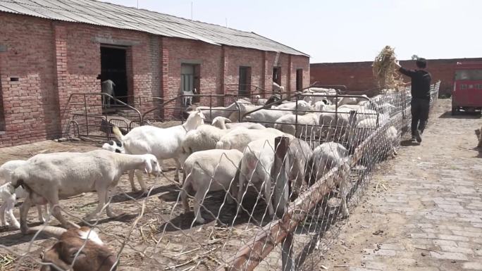养殖养羊 养殖业 农村建设 扶贫工作