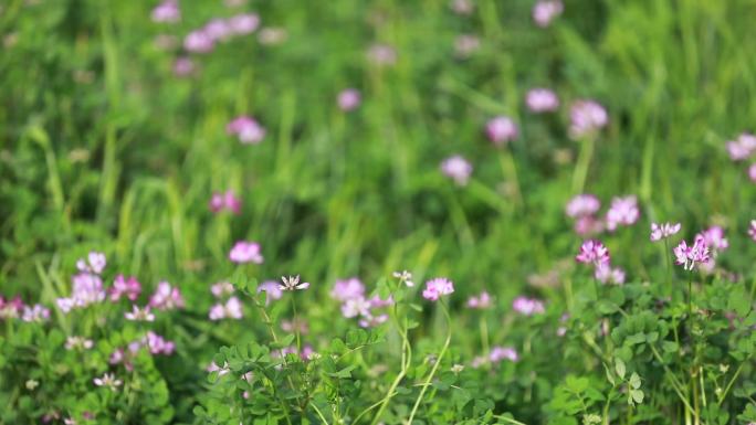 田野的草籽花