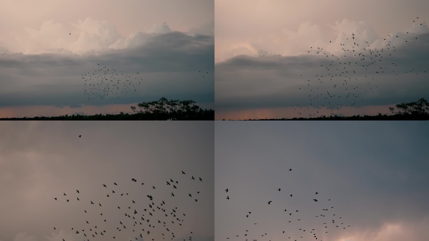 黄昏鸟群飞-高速摄影