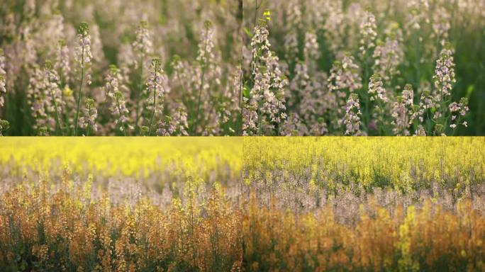 彩色油菜花