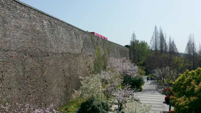 春季鸡鸣寺路樱花航拍