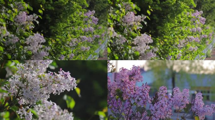 丁香花