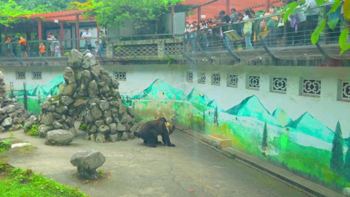 熊 棕熊 动物园里的熊