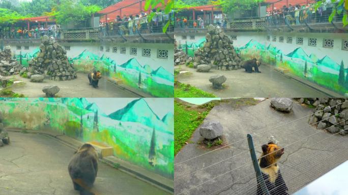 熊 棕熊 动物园里的熊