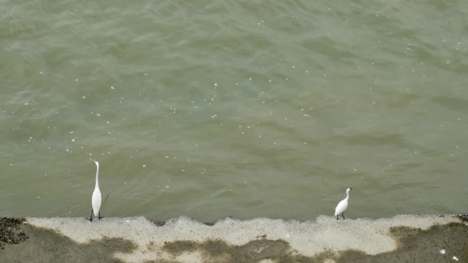 实拍高清升格海鸟慢动作海鸥岸边戏水