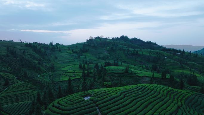 四川峨眉山下美丽茶园航拍风景