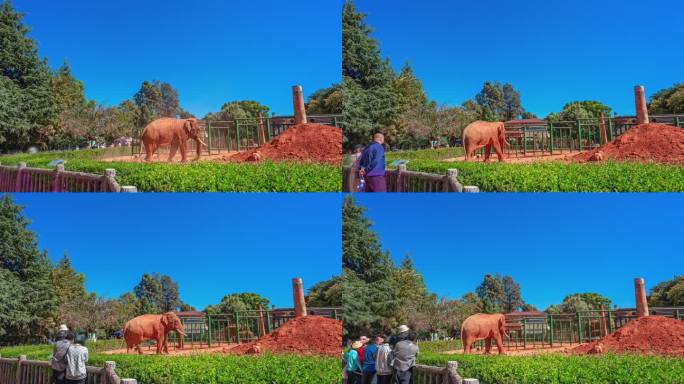 【正版素材】云南昆明-圆通山动物园大象