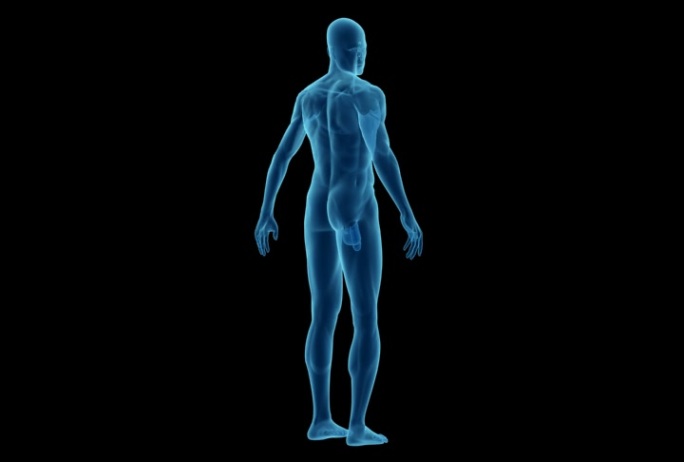 研究用人体扫描全身身体