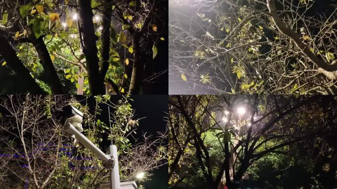 夜幕灯光照耀下的绿树树叶灯光光影树叶