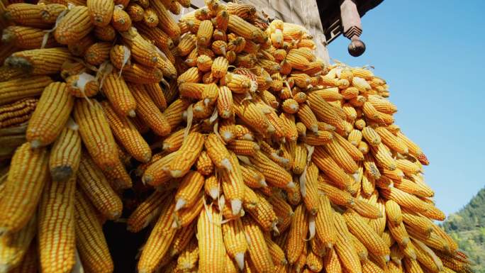 玉米丰收 玉米 农业 粮食