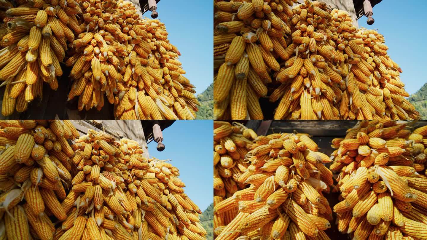 玉米丰收 玉米 农业 粮食
