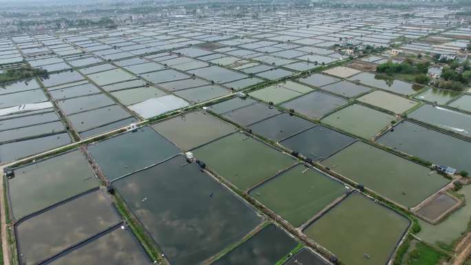 万亩鱼塘 养殖业 鱼米之乡 江南乡下生活