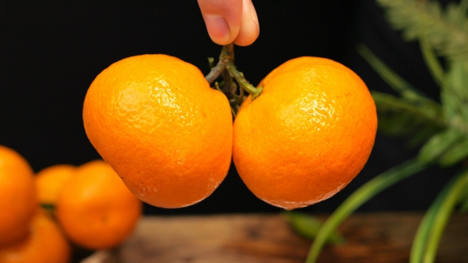 柑橘 桔子 橘子