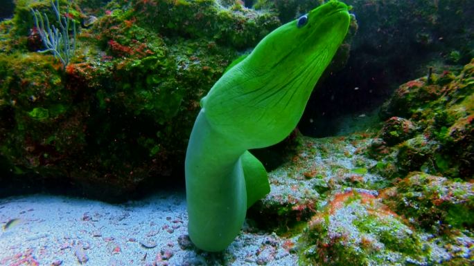 在加勒比海与绿色冰碛（Gymnothorax funebris）潜水-伯利兹堡礁/龙涎香礁