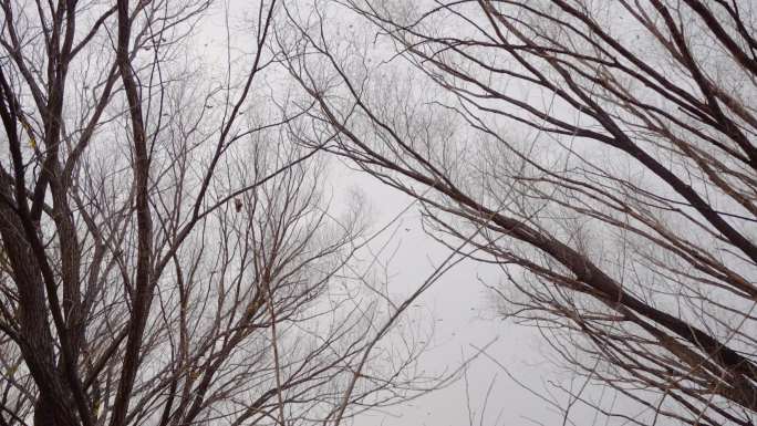 森林中一群鸟飞过天空冬季干枯树枝