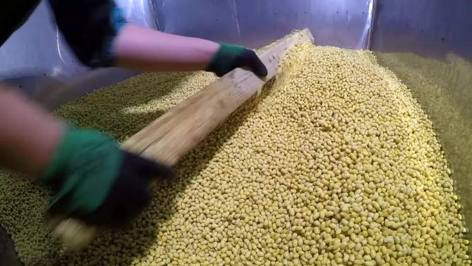 豆芽整个生产流程