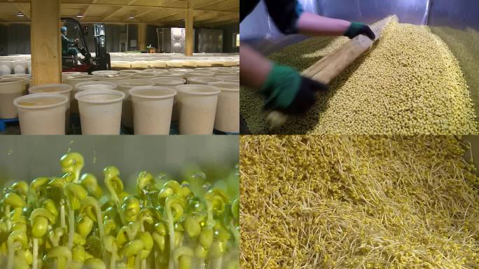 豆芽整个生产流程